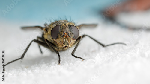 Fly on the white crystals background. Close up