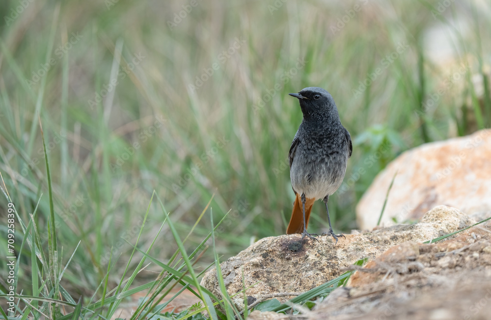 Fototapeta premium The male of the black redstart on a stone 