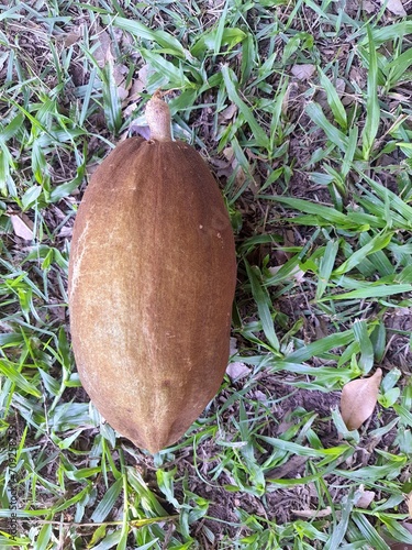 Exotic fruit of Pachira aquatica Aubl. is a tree from the Malvaceae or Bombacaceae family native to Central and South America. Commonly known as munguba, castanet. photo