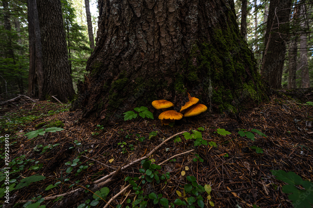 Chicken Fat Mushrooms in a Forest Chicken Fat Mushrooms in a Forest