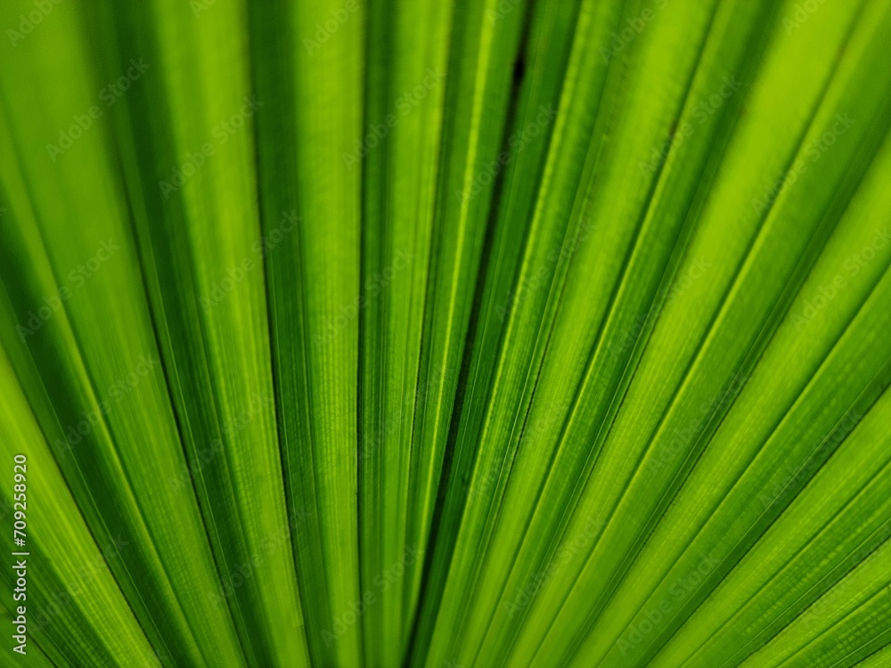 Close-up on licuala palm leaf, full frame, with selective focus. Backgrounds and textures. Close-up on licuala palm leaf, full frame, with selective focus. Backgrounds and textures.