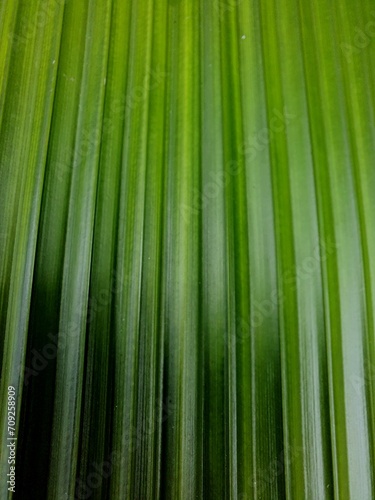 Close-up on licuala palm leaf  full frame  with selective focus. Backgrounds and textures.