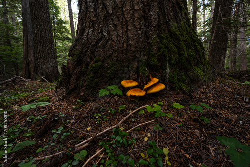 Chicken Fat Mushrooms in a Forest © Hanjo Hellmann