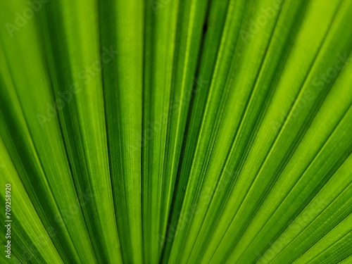 Close-up on licuala palm leaf, full frame, with selective focus. Backgrounds and textures.