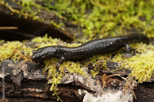 Closeup on a black adult of the endangered North-American Del Norte salamander, Plethodon elongatus on the forest floor