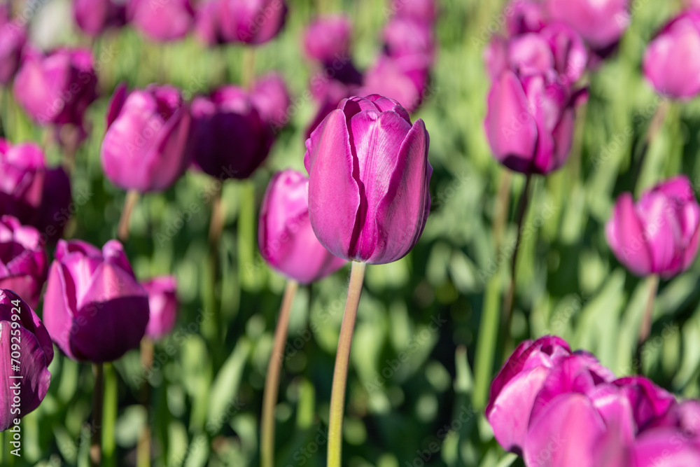 Obraz premium tulip flower in summer. photo of tulip flower. tulip flower in spring. tulip flower