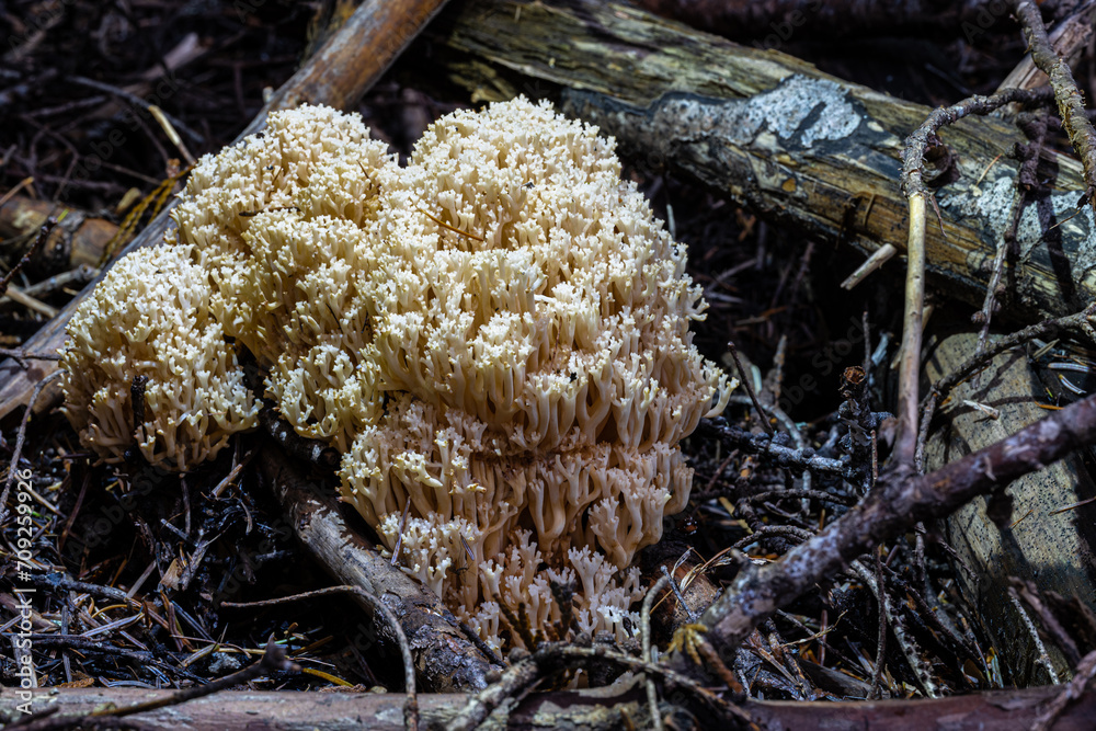 Crown-tipped Coral (Artomyces pyxidatus) Fungus Crown-tipped Coral (Artomyces pyxidatus) Fungus