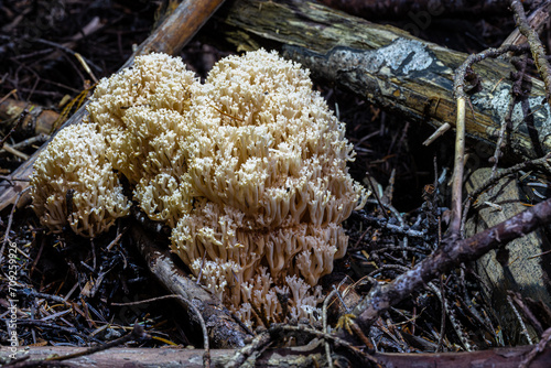 Crown-tipped Coral (Artomyces pyxidatus) Fungus