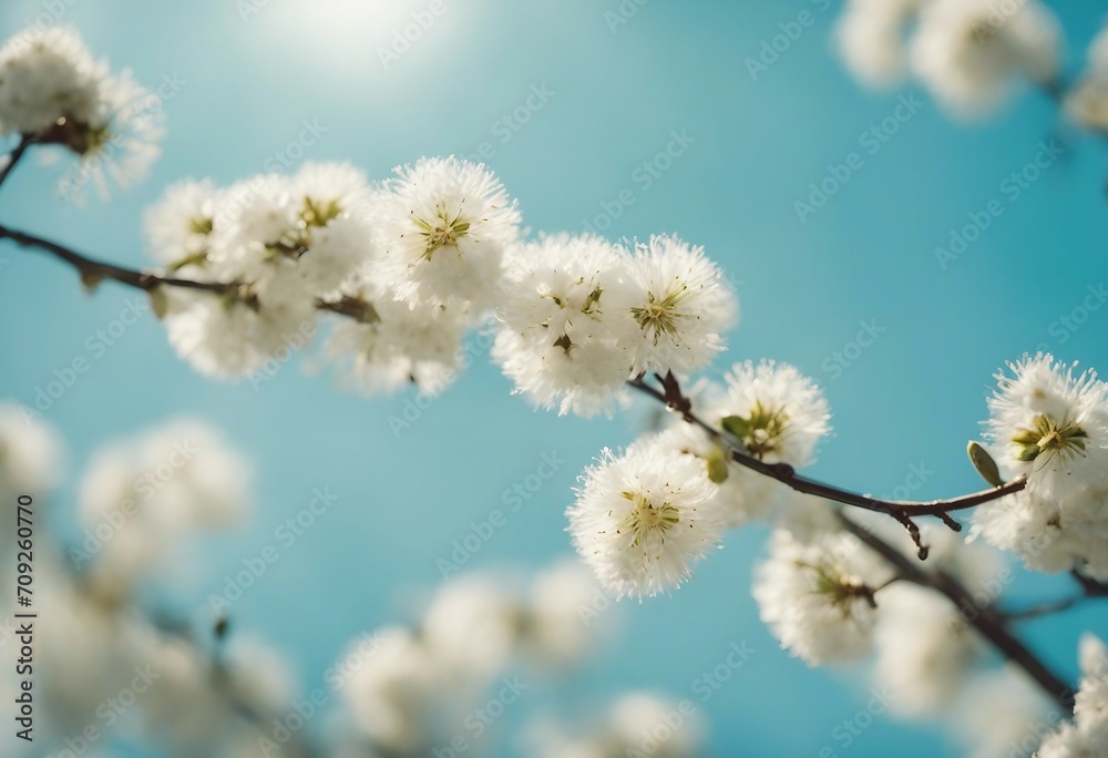 Beautiful symbolic spring easter image of wide format twigs of blossoming pussy willow against backg Beautiful symbolic spring easter image of wide format twigs of blossoming pussy willow against backg