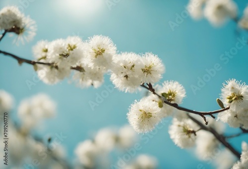 Beautiful symbolic spring easter image of wide format twigs of blossoming pussy willow against backg