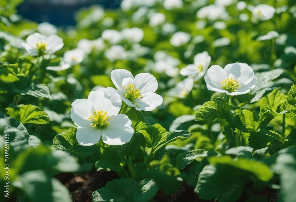 Flowering of growing potatoes Large white potato flower with fresh green leaves on a blue sky backgr Flowering of growing potatoes Large white potato flower with fresh green leaves on a blue sky backgr