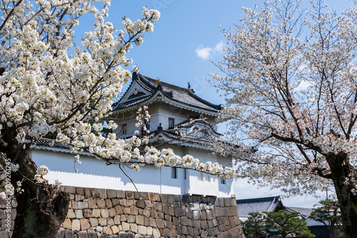 Cherry blossom along the moat of the Nijo Castle, Kyoto, Japan.
