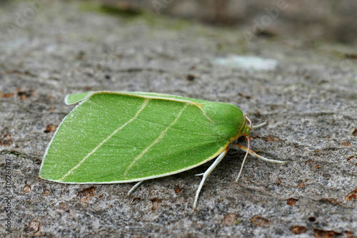 Closeup of the colorful green Scarce Silver-lines owlet moth. Bena bicolorana sitting on wood photo