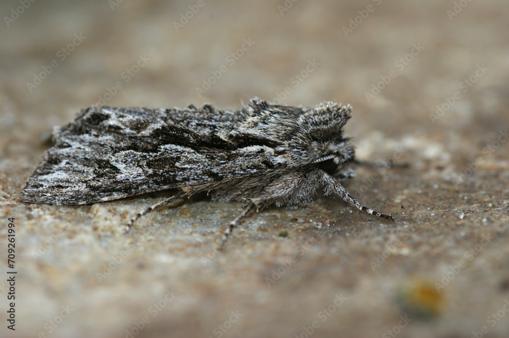 Closeup on an Early Grey owlet moth, Xylocampa areola Closeup on an Early Grey owlet moth, Xylocampa areola