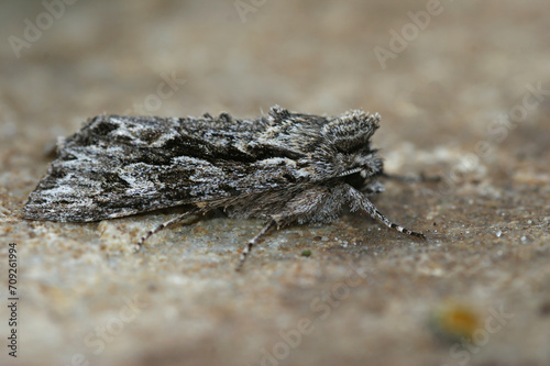 Closeup on an Early Grey owlet moth  Xylocampa areola