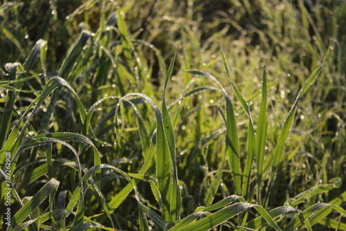 Green and fresh grass and plants, moist from the dew drops, as the sun's rays at sunrise hit them and make them sparkle