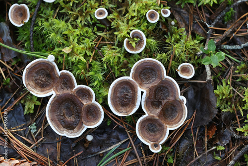 Woolly Tooth, Phellodon tomentosus, also called Hydnum tomentosum, wild fungus from Finland photo