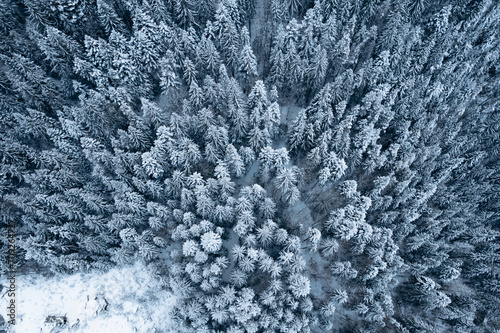 Top view with snow covered trees in pine forest in mountains