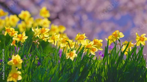 Wallpaper Mural 春爛漫花景色 Torontodigital.ca