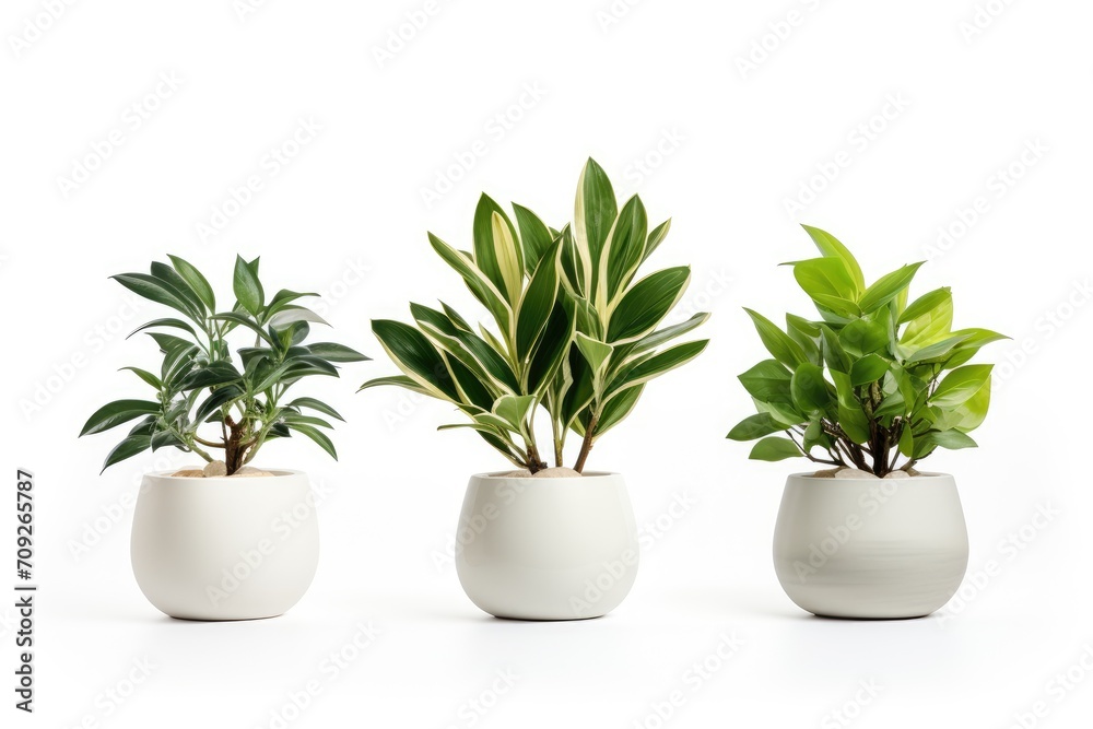 Green plant in white pot on white background.