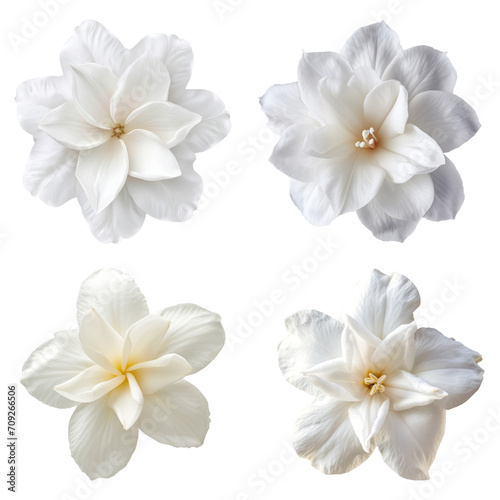 Set of white jasmine flowers isolated on white or transparent background.