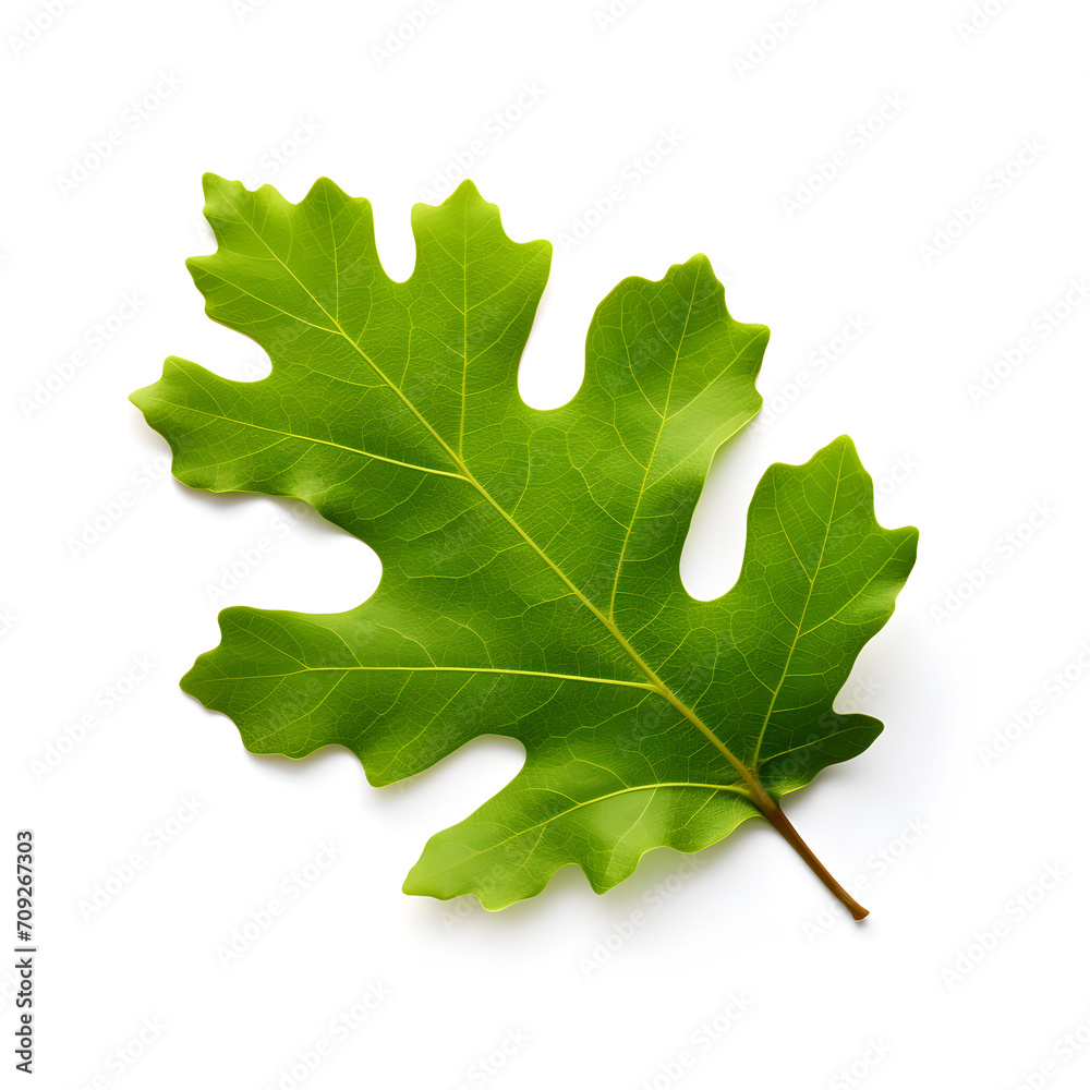 Fototapeta premium Green Oak leaf isolated on a white background