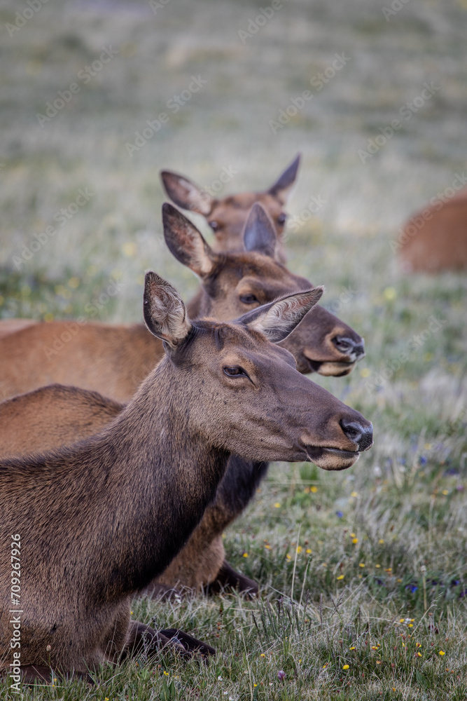 Elk line up