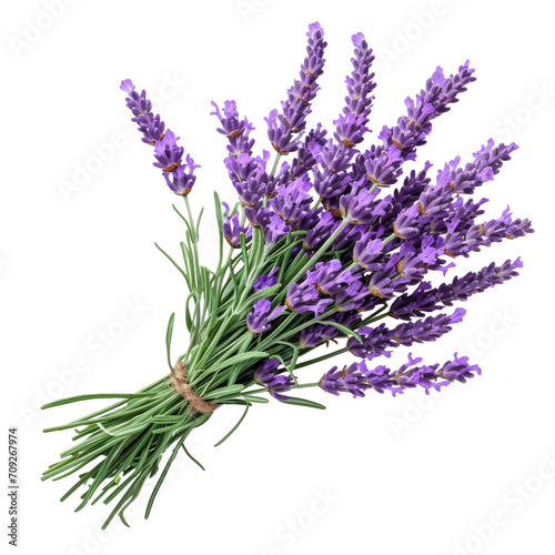 Bunch of lavender isolated on white or transparent background.