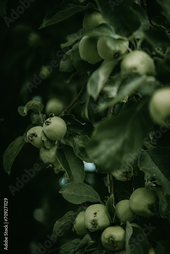 Green small apples growing on a tree branch with leaves