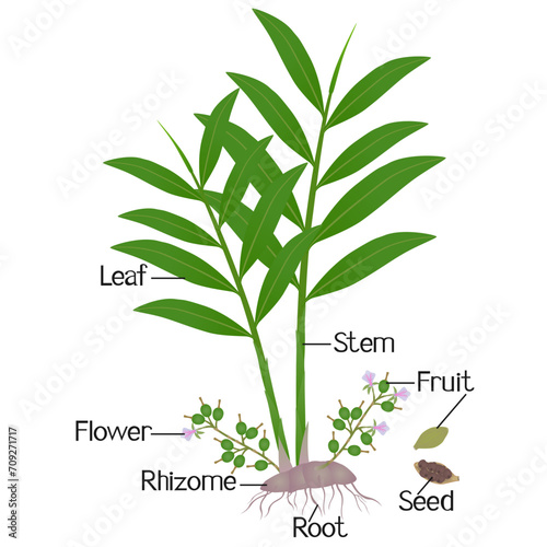 Parts of true cardamom elettaria cardamomum plant on a white.