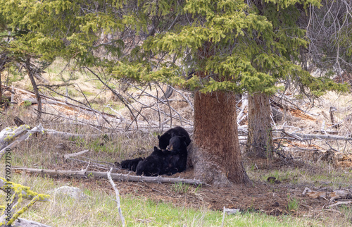 Black Bear Sow and Cub in Yellowstone National Park Wyoming in Springtime