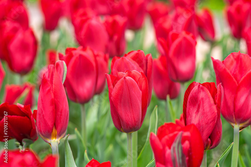 Red tulips flowers with green leaves blooming in a meadow  park  flowerbed outdoor. World Tulip Day. Tulips field  nature  spring  floral background.