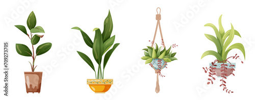 Houseplant and macrame plant growing in pots. Set of handmade home decorations macrame plants isolated on white background. Cartoon flat illustration.