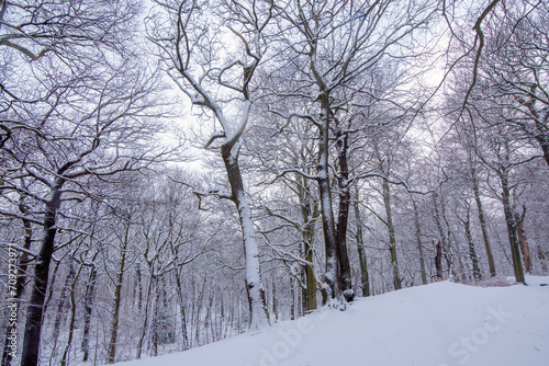White big tree in park in winter. White snow landscape. © Iryna