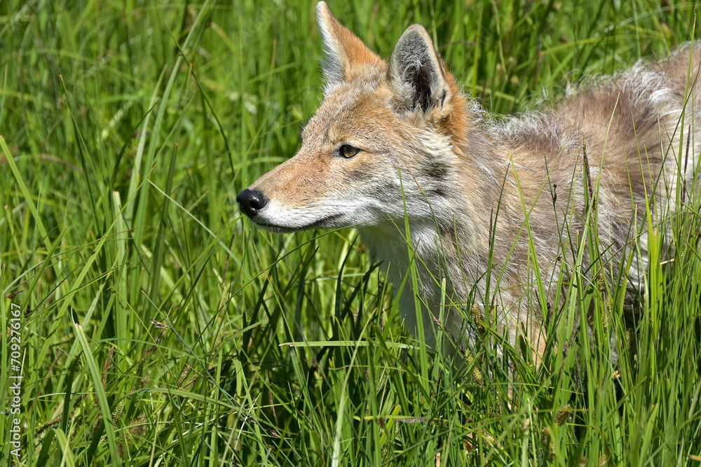 Portrait of a coyote in tall green grass. Portrait of a coyote in tall green grass.