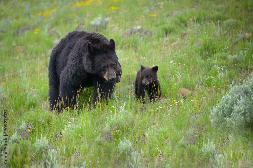 Black bear and her cub out for q walk in a field of wild flowers Black bear and her cub out for q walk in a field of wild flowers