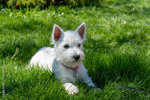 Cute West Highland White Terrier lies in the grass. High quality photo