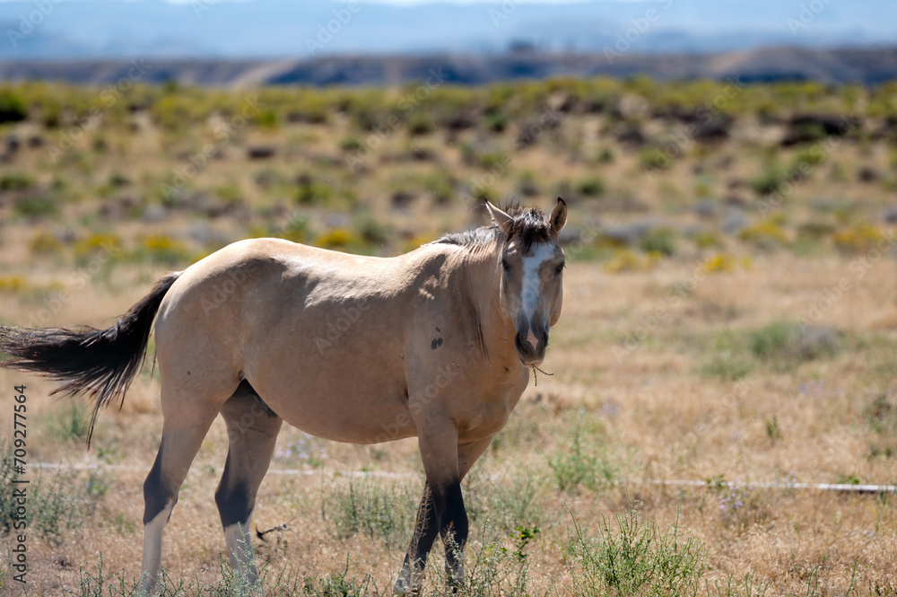 Wild Horse in the desert