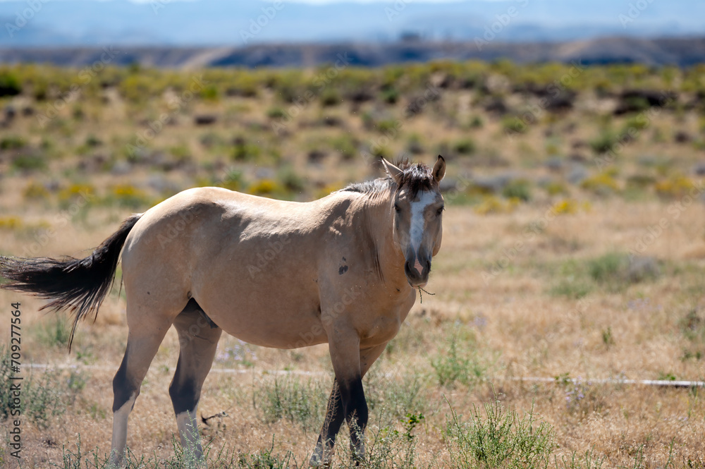 Wild Horse in the desert Wild Horse in the desert