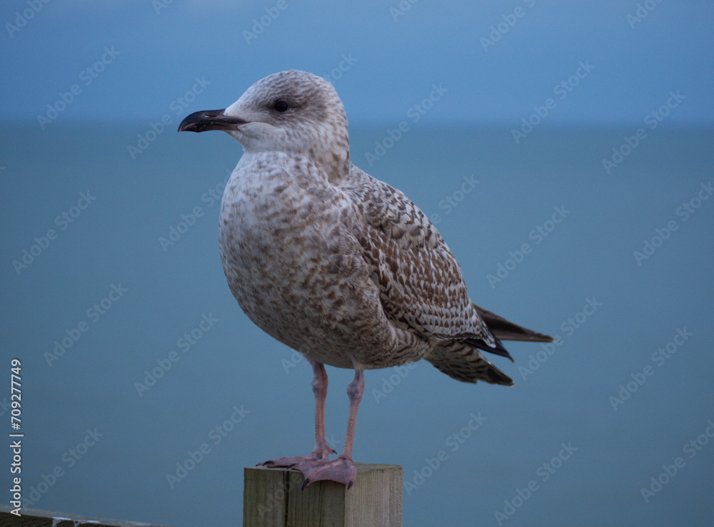 Obraz premium A Juvenile Seagull