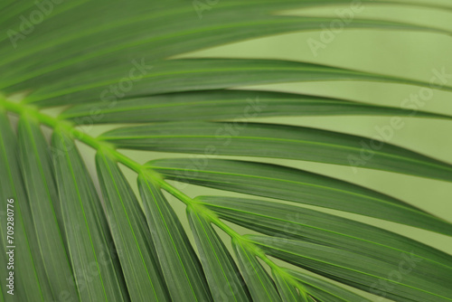 Beautiful lines pattern and green color of palm leaf green leaves natural background wallpaper. Texture of leaf  leaves. Tropical Plant. Green Palm Pattern. Mediterranean flora. Abstract background