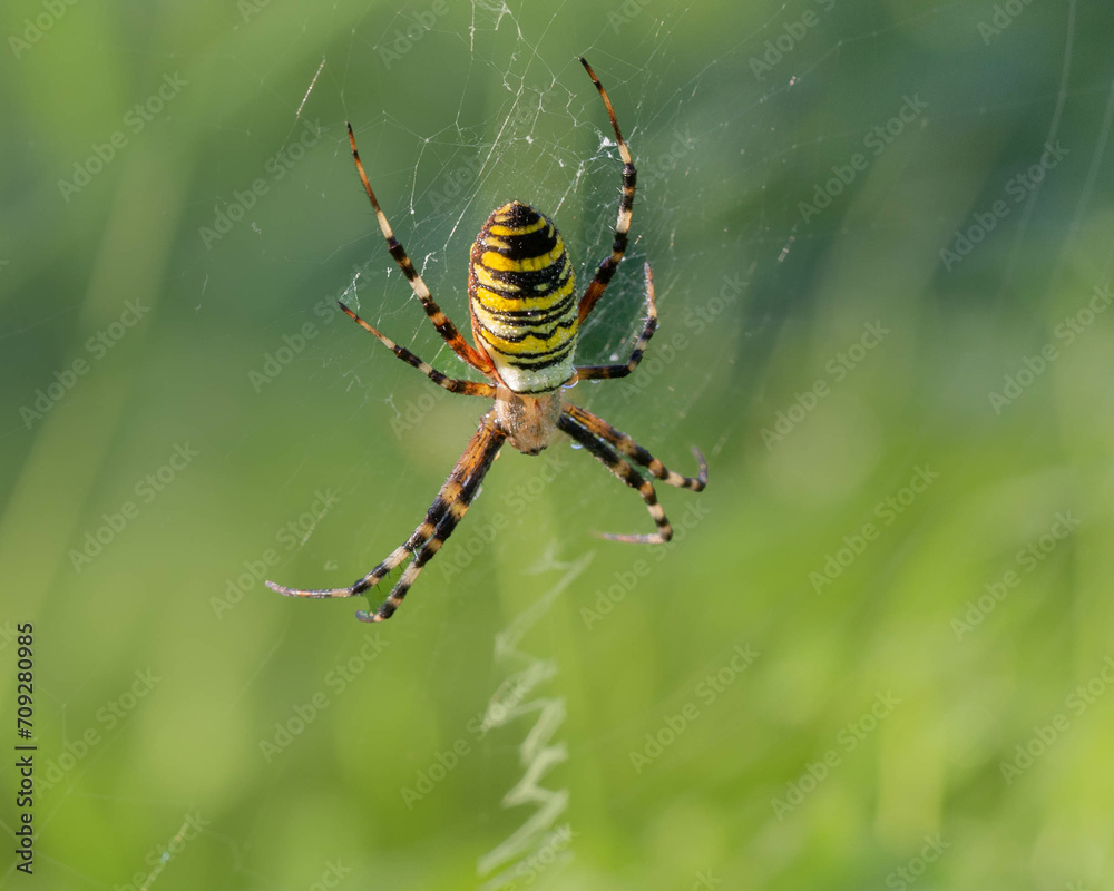 waspspider on a web waspspider on a web