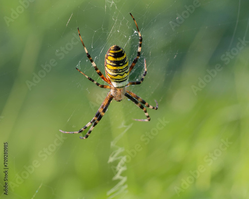 waspspider on a web
