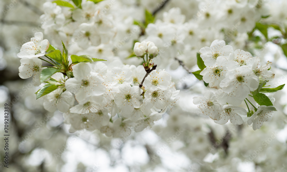 Obraz premium full bloom of spring blossom flower. spring flower blossom. spring blossom flower