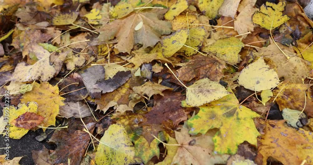 Cover of fallen maple and poplar yellow leaves in autumn forest Cover of fallen maple and poplar yellow leaves in autumn forest