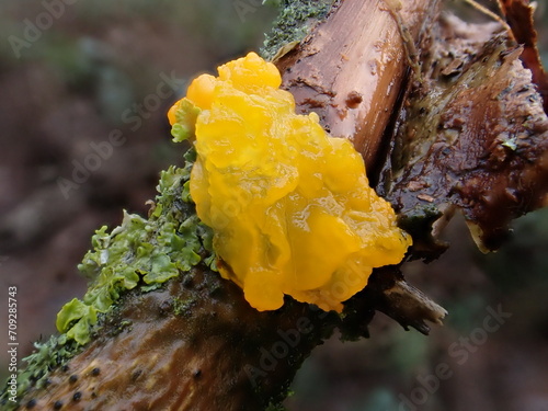 Yellow Brain fungus (Tremella mesenterica) photo