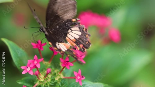 butterfly on the flower slow motion high definition footage video meadows