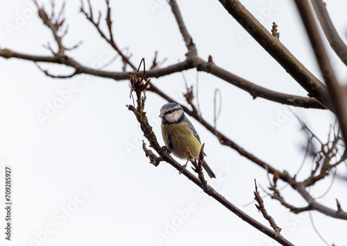 Eurasian blue tit "Cyanistes caeruleus" perched on branch with cold winter sky background. Close up of garden bird with blue and bright yellow feathers. Dublin, Ireland