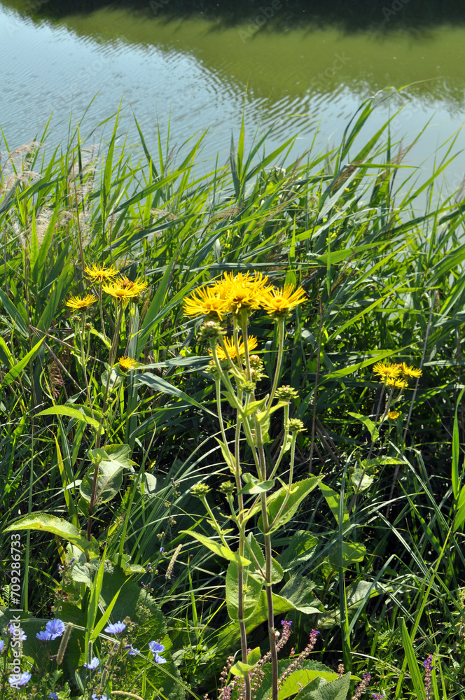 Inula helenium grows in the wild Inula helenium grows in the wild