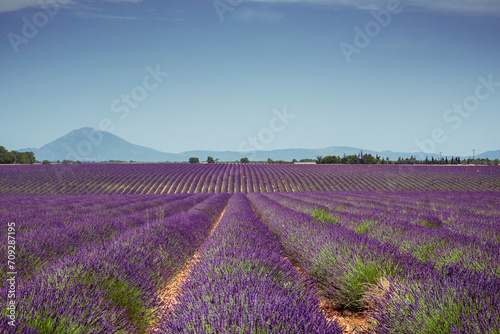 Lavender rows and mountains on Valensole plateau © Yggdrasill